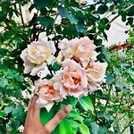 Luxury Minerva Gardens Апартаменты *