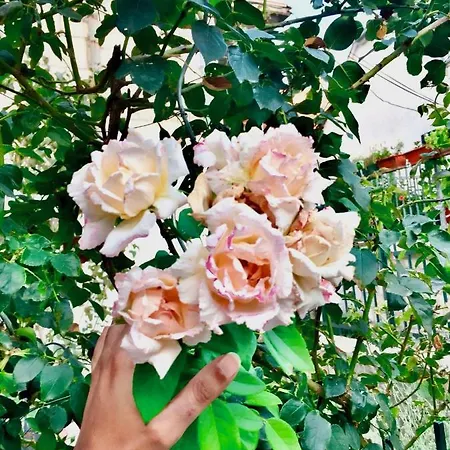 Luxury Minerva Gardens Apartment *