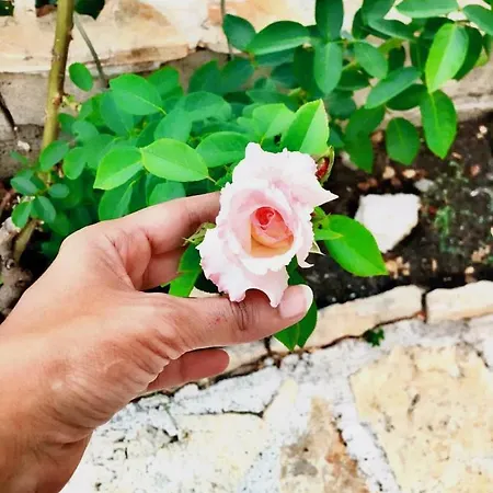 Luxury Minerva Gardens Apartment *