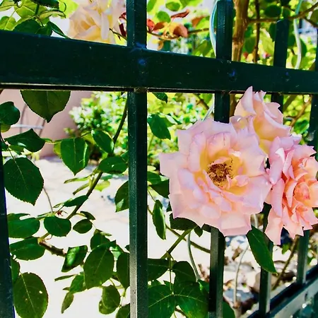 Luxury Minerva Gardens