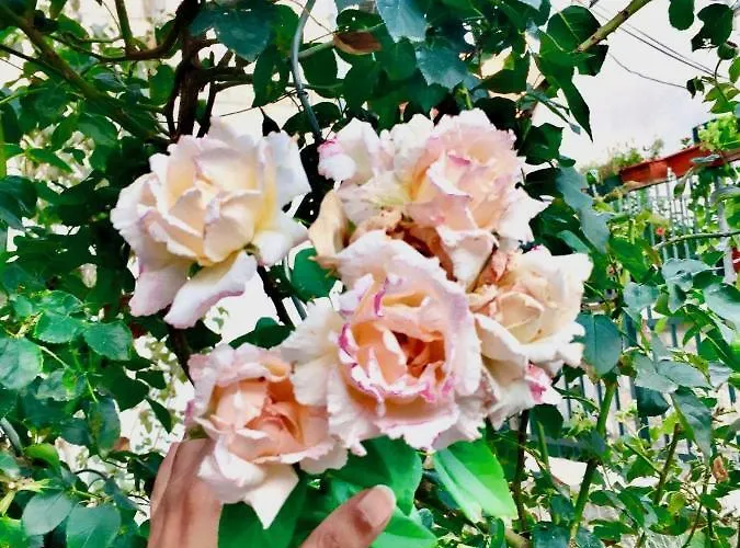 Luxury Minerva Gardens Apartman *