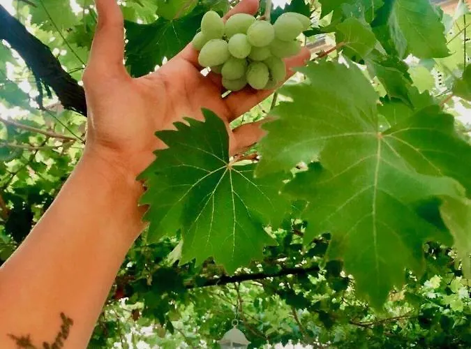 Luxury Minerva Gardens Apartman *